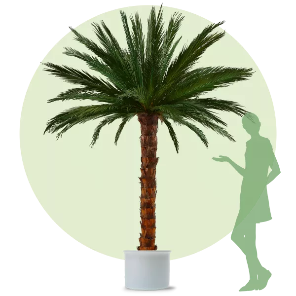 Palm Areca 3,0m